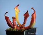 Heliamphora nutans Giant Fo - kliknij aby zobaczyć zdjęcie. Heliamphora nutans Giant Fo