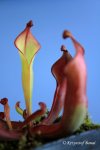 Heliamphora nutans Giant Form - kliknij aby zobaczyć zdjęcie. Heliamphora nutans Giant Form
