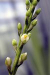 Brocchinia hechtioides - kliknij aby zobaczyć zdjęcie. Brocchinia hechtioides