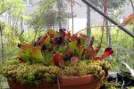 Heliamphora Midoxa - kliknij aby zobaczyć zdjęcie. Heliamphora Midoxa