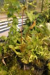 Heliamphora nutans - kliknij aby zobaczyć zdjęcie. Heliamphora nutans