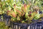 Heliamphora heterodoxa (Gran Sabana) - kliknij aby zobaczyć zdjęcie. Heliamphora heterodoxa (Gran Sabana)
