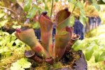 Heliamphora pulchella (Apacapa Tepui) - kliknij aby zobaczyć zdjęcie. Heliamphora pulchella (Apacapa Tepui)