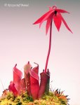 Heliamphora pulchella (Chimanta Tepui) - kliknij aby zobaczyć zdjęcie. Heliamphora pulchella (Chimanta Tepui)