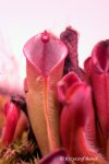 Heliamphora minor (Auyan Tepui) - kliknij aby zobaczyć zdjęcie. Heliamphora minor (Auyan Tepui)
