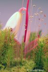 Heliamphora pulchella (Amuri Tepui, Venezuela) - kliknij aby zobaczyć zdjęcie. Heliamphora pulchella (Amuri Tepui, Venezuela)
