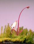 Heliamphora pulchella (Amuri Tepui, Venezuela) - kliknij aby zobaczyć zdjęcie. Heliamphora pulchella (Amuri Tepui, Venezuela)