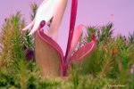 Heliamphora pulchella (Amuri Tepui, Venezuela) - kliknij aby zobaczyć zdjęcie. Heliamphora pulchella (Amuri Tepui, Venezuela)