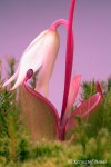 Heliamphora pulchella (Amuri Tepui, Venezuela) - kliknij aby zobaczyć zdjęcie. Heliamphora pulchella (Amuri Tepui, Venezuela)