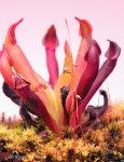 Heliamphora pulchella (Akopan Tepui) - kliknij aby zobaczyć zdjęcie. Heliamphora pulchella (Akopan Tepui)