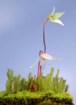 Heliamphora pulchella (Amuri Tepui, Venezuela) - kliknij aby zobaczyć zdjęcie. Heliamphora pulchella (Amuri Tepui, Venezuela)