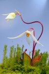 Heliamphora pulchella (Amuri Tepui, Venezuela) - kliknij aby zobaczyć zdjęcie. Heliamphora pulchella (Amuri Tepui, Venezuela)