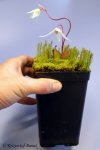 Heliamphora pulchella (Amuri Tepui, Venezuela) - kliknij aby zobaczyć zdjęcie. Heliamphora pulchella (Amuri Tepui, Venezuela)