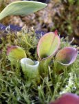 Heliamphora pulchella (Amuri Tepui, Venezuela) - kliknij aby zobaczyć zdjęcie. Heliamphora pulchella (Amuri Tepui, Venezuela)