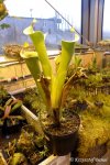 Heliamphora tatei (Cerro Duida) - kliknij aby zobaczyć zdjęcie. Heliamphora tatei (Cerro Duida)
