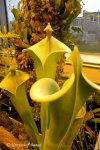 Heliamphora tatei (Cerro Duida) - kliknij aby zobaczyć zdjęcie. Heliamphora tatei (Cerro Duida)