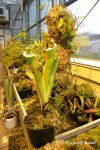 Heliamphora tatei (Cerro Duida) - kliknij aby zobaczyć zdjęcie. Heliamphora tatei (Cerro Duida)