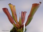 Heliamphora folliculata (Murosipan Tepui, Venezuela) - kliknij aby zobaczyć zdjęcie. Heliamphora folliculata (Murosipan Tepui, Venezuela)