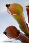 Heliamphora folliculata (Murosipan Tepui, Venezuela) - kliknij aby zobaczyć zdjęcie. Heliamphora folliculata (Murosipan Tepui, Venezuela)