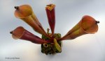 Heliamphora folliculata (Murosipan Tepui, Venezuela) - kliknij aby zobaczyć zdjęcie. Heliamphora folliculata (Murosipan Tepui, Venezuela)
