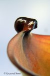 Heliamphora folliculata (Murosipan Tepui, Venezuela) - kliknij aby zobaczyć zdjęcie. Heliamphora folliculata (Murosipan Tepui, Venezuela)