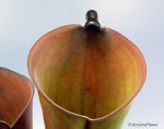 Heliamphora folliculata (Murosipan Tepui, Venezuela) - kliknij aby zobaczyć zdjęcie. Heliamphora folliculata (Murosipan Tepui, Venezuela)