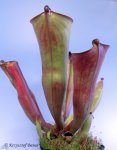 Heliamphora folliculata (Murosipan Tepui, Venezuela) - kliknij aby zobaczyć zdjęcie. Heliamphora folliculata (Murosipan Tepui, Venezuela)