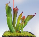Heliamphora huberi (Angasima Tepui) - kliknij aby zobaczyć zdjęcie. Heliamphora huberi (Angasima Tepui)