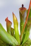 Heliamphora huberi (Angasima Tepui) - kliknij aby zobaczyć zdjęcie. Heliamphora huberi (Angasima Tepui)