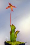 Heliamphora huberi (Angasima Tepui) - kliknij aby zobaczyć zdjęcie. Heliamphora huberi (Angasima Tepui)