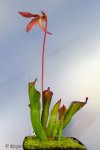 Heliamphora huberi (Angasima Tepui) - kliknij aby zobaczyć zdjęcie. Heliamphora huberi (Angasima Tepui)