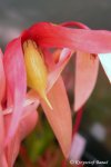 Heliamphora huberi (Bonnetia forest) - kliknij aby zobaczyć zdjęcie. Heliamphora huberi (Bonnetia forest)