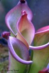 Heliamphora uncinata (Amuri Tepui, Venezuela) - kliknij aby zobaczyć zdjęcie. Heliamphora uncinata (Amuri Tepui, Venezuela)