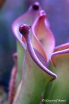 Heliamphora uncinata (Amuri Tepui, Venezuela) - kliknij aby zobaczyć zdjęcie. Heliamphora uncinata (Amuri Tepui, Venezuela)