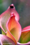 Heliamphora uncinata (Amuri Tepui, Venezuela) - kliknij aby zobaczyć zdjęcie. Heliamphora uncinata (Amuri Tepui, Venezuela)