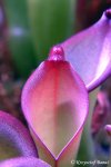 Heliamphora uncinata (Amuri Tepui, Venezuela) - kliknij aby zobaczyć zdjęcie. Heliamphora uncinata (Amuri Tepui, Venezuela)