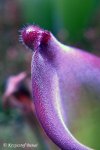 Heliamphora uncinata (Amuri Tepui, Venezuela) - kliknij aby zobaczyć zdjęcie. Heliamphora uncinata (Amuri Tepui, Venezuela)