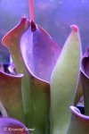 Heliamphora exappendiculata (Amuri Tepui) - kliknij aby zobaczyć zdjęcie. Heliamphora exappendiculata (Amuri Tepui)