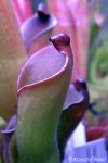 Heliamphora purpurascens (Ptari Tepui, Venezuela) - kliknij aby zobaczyć zdjęcie. Heliamphora purpurascens (Ptari Tepui, Venezuela)