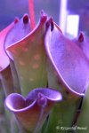 Heliamphora exappendiculata (Amuri Tepui) - kliknij aby zobaczyć zdjęcie. Heliamphora exappendiculata (Amuri Tepui)