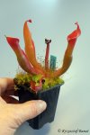 Heliamphora nutans - kliknij aby zobaczyć zdjęcie. Heliamphora nutans
