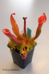Heliamphora nutans - kliknij aby zobaczyć zdjęcie. Heliamphora nutans