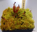 Heliamphora x? - kliknij aby zobaczyć zdjęcie. Heliamphora x?