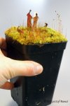 Heliamphora x? - kliknij aby zobaczyć zdjęcie. Heliamphora x?
