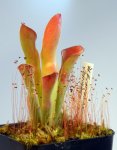 Heliamphora exappendiculata (Chimanta Tepui) - kliknij aby zobaczyć zdjęcie. Heliamphora exappendiculata (Chimanta Tepui)