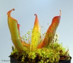 Heliamphora folliculata x neblinae - kliknij aby zobaczyć zdjęcie. Heliamphora folliculata x neblinae