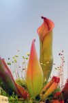 Heliamphora folliculata x neblinae - kliknij aby zobaczyć zdjęcie. Heliamphora folliculata x neblinae