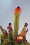 Heliamphora exappendiculata (Chimanta Tepui, Venezuela) new clone - kliknij aby zobaczyć zdjęcie. Heliamphora exappendiculata (Chimanta Tepui, Venezuela) new clone