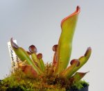 Heliamphora exappendiculata (Chimanta Tepui, Venezuela) new clone - kliknij aby zobaczyć zdjęcie. Heliamphora exappendiculata (Chimanta Tepui, Venezuela) new clone