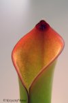Heliamphora exappendiculata (Chimanta Tepui, Venezuela) new clone - kliknij aby zobaczyć zdjęcie. Heliamphora exappendiculata (Chimanta Tepui, Venezuela) new clone